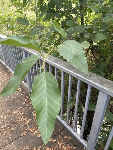 Alnus rhombifolia, photograph 2