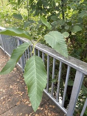 (c) Dena, some rights reserved (CC BY) Alnus rhombifolia, photograph (c) Dena, some rights reserved (CC BY)
