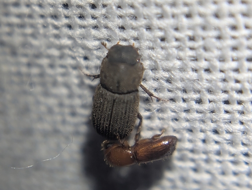 Ataenius imbricatus photo 4