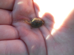 Lithobates berlandieri