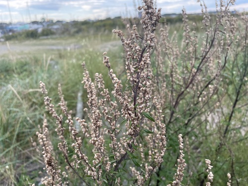 common mugwort