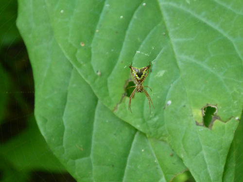 Arrow-shaped Orbweaver