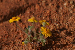 Eriophyllum wallacei