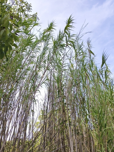 giant reed