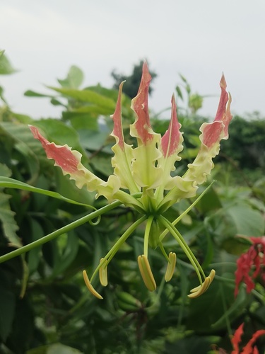 flame lily