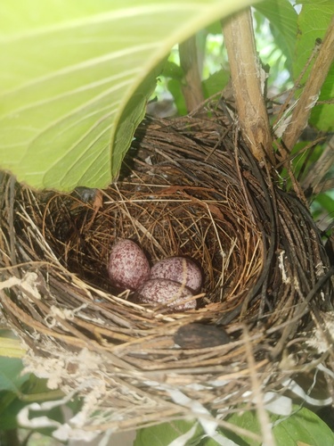 Red-vented Bulbul