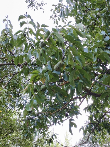 Persian walnut
