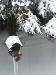 Sciurus carolinensis