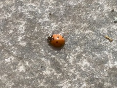 Coccinella septempunctata