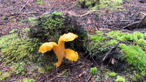 Mushrooms, Bracket Fungi, Puffballs, and Allies