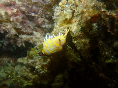 Goniobranchus roboi