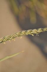 Leymus arenarius