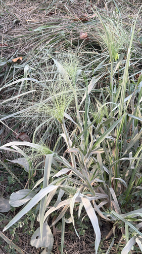 witch grass