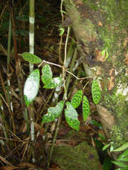 Aeschynanthus longicaulis