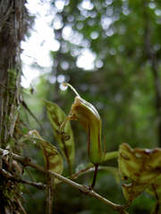 Aeschynanthus longicaulis