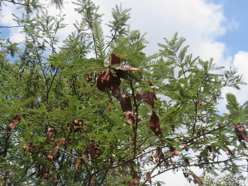 Image of Albizia amara by no rights reserved