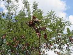 Albizia amara subsp. sericocephala image