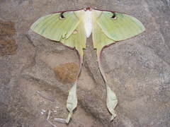 Actias maenas