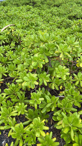 Scaevola taccada observed 2026-08-31