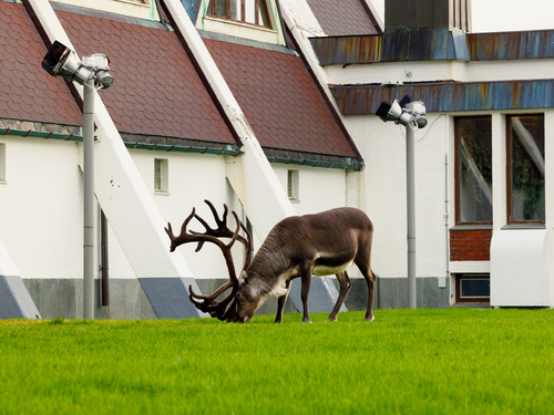 Caribou