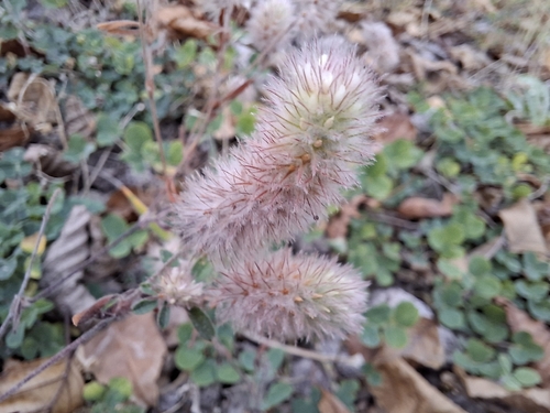 rabbitfoot clover