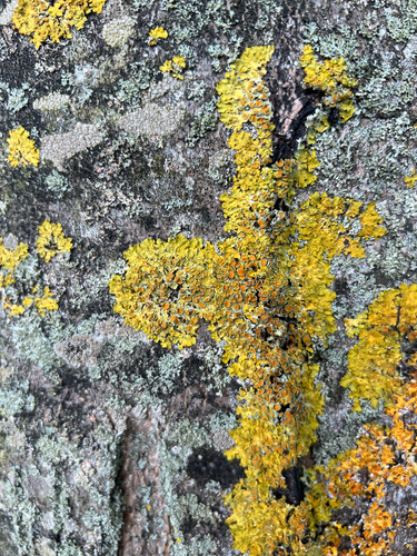 Common Sunburst Lichen