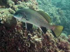 Sciaena umbra