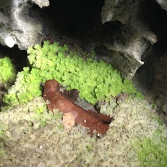 Cyathodium cavernarum