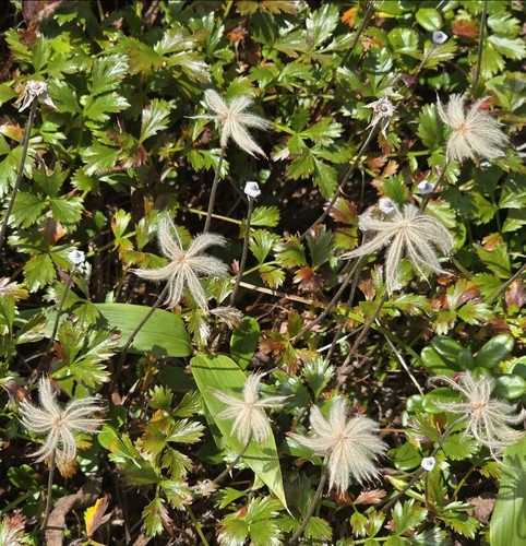 Geum pentapetalum observed 2026-09-05