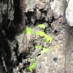 Cyathodium cavernarum