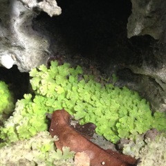 Cyathodium cavernarum