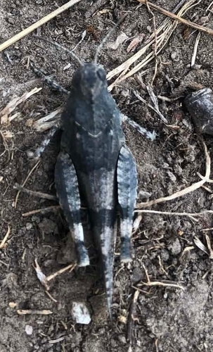 Blue-winged Grasshopper