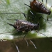 Dark-tailed Thistle Aphid - Photo (c) Mihajlo Tomić, some rights reserved (CC BY), uploaded by Mihajlo Tomić