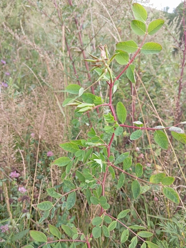 Wild Liquorice