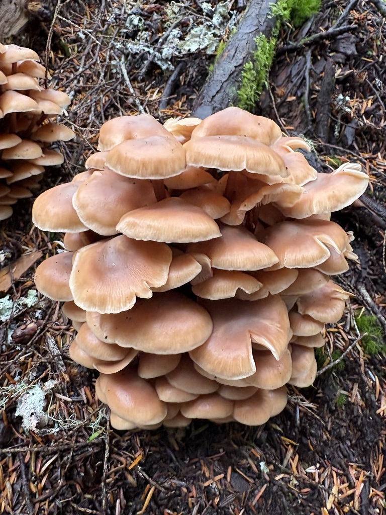 Cluster Cap · September 2026 · photo: Photo: (c) sylbobaggins, some rights reserved (CC BY) · iNaturalist