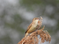 Acrocephalus orientalis