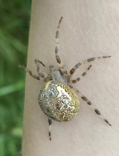 Marbled Orbweaver