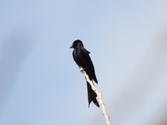 Dicrurus macrocercus