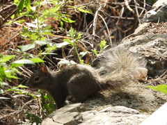 Sciurotamias davidianus