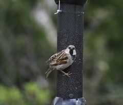 Passer domesticus