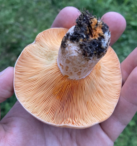 saffron milkcap