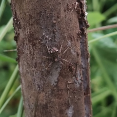 Pulchellodromus bistigma
