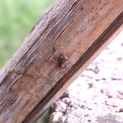 Pulchellodromus bistigma