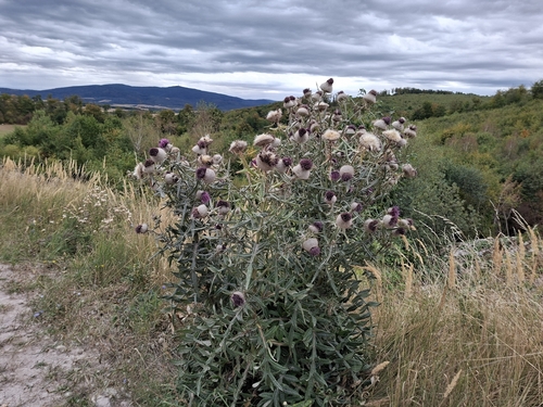 Woolly Thistle