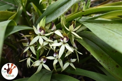 Prosthechea trulla