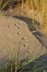 Leymus arenarius