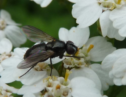 Lydina