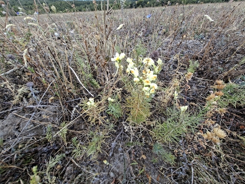 common toadflax
