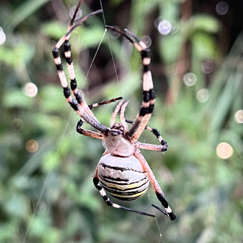 Wasp Spider