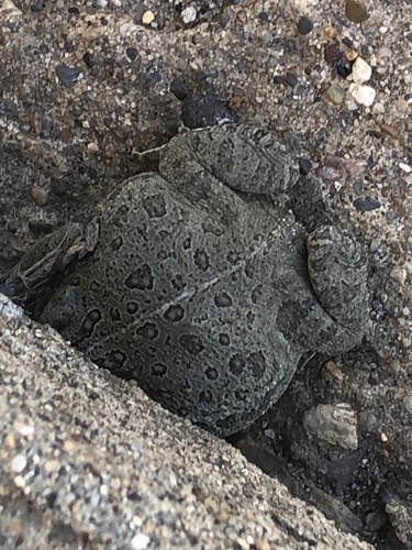 Woodhouse's Toad